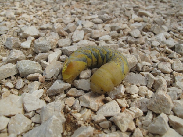 Bruco Acherontia atropos